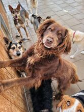 SORBET, Hund, Mischlingshund in Slowakische Republik - Bild 42