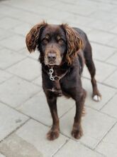 SORBET, Hund, Mischlingshund in Slowakische Republik - Bild 5