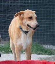 RUBY, Hund, Mischlingshund in Griechenland - Bild 2