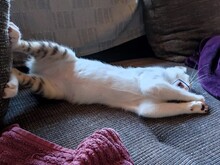 SAL, Katze, Europäisch Kurzhaar in München - Bild 1