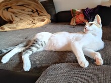 SAL, Katze, Europäisch Kurzhaar in München - Bild 2