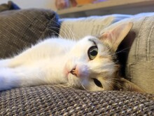 SAL, Katze, Europäisch Kurzhaar in München - Bild 3