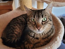 SAL, Katze, Europäisch Kurzhaar in München - Bild 6