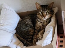 SAL, Katze, Europäisch Kurzhaar in München - Bild 7