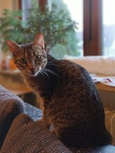 SAL, Katze, Europäisch Kurzhaar in München - Bild 8