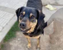 ANNAONE, Hund, Mischlingshund in Griechenland - Bild 1