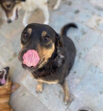 ANNAONE, Hund, Mischlingshund in Griechenland - Bild 2
