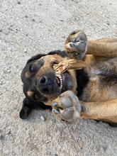 ANNAONE, Hund, Mischlingshund in Griechenland - Bild 3