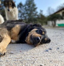 ANNAONE, Hund, Mischlingshund in Griechenland - Bild 4