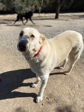 VANILA, Hund, Mischlingshund in Griechenland - Bild 4