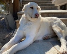 VANILA, Hund, Mischlingshund in Griechenland - Bild 5
