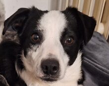 KATHA, Hund, Mischlingshund in Kroatien - Bild 1