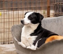 KATHA, Hund, Mischlingshund in Kroatien - Bild 12