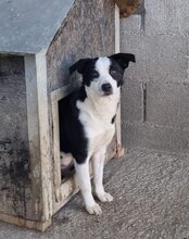 KATHA, Hund, Mischlingshund in Kroatien - Bild 14