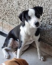 KATHA, Hund, Mischlingshund in Kroatien - Bild 17