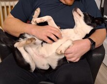 KATHA, Hund, Mischlingshund in Kroatien - Bild 5