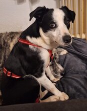KATHA, Hund, Mischlingshund in Kroatien - Bild 6