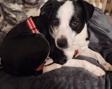KATHA, Hund, Mischlingshund in Kroatien - Bild 7