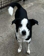 KATHA, Hund, Mischlingshund in Kroatien - Bild 8