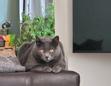 TSATSA, Katze, Hauskatze in Bulgarien - Bild 1
