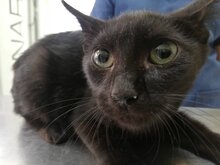 DRAGON, Katze, Hauskatze in Bulgarien - Bild 3