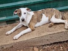JUNE, Hund, American Staffordshire Terrier-Mix in Spanien - Bild 1