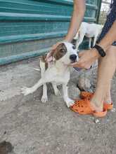 JUNE, Hund, American Staffordshire Terrier-Mix in Spanien - Bild 10