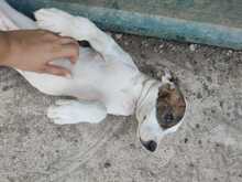 JUNE, Hund, American Staffordshire Terrier-Mix in Spanien - Bild 6