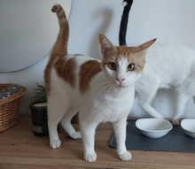 NIKLAS, Katze, Hauskatze in Dachau - Bild 6