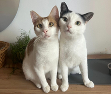 NIKLAS, Katze, Hauskatze in Erlangen - Bild 9