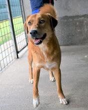 LUBERT, Hund, Mischlingshund in Italien - Bild 14