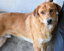 LUBERT, Hund, Mischlingshund in Italien - Bild 4