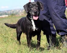NATHALIE, Hund, Mischlingshund in Italien - Bild 14