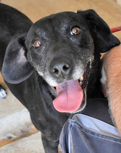 NATHALIE, Hund, Mischlingshund in Italien - Bild 3