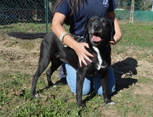 NATHALIE, Hund, Mischlingshund in Italien - Bild 6