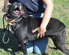 NATHALIE, Hund, Mischlingshund in Italien - Bild 7