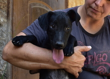 FILOU, Hund, Mischlingshund in Ungarn - Bild 1