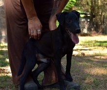 FILOU, Hund, Mischlingshund in Ungarn - Bild 2
