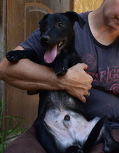 FILOU, Hund, Mischlingshund in Ungarn - Bild 3