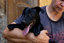 FILOU, Hund, Mischlingshund in Ungarn - Bild 4