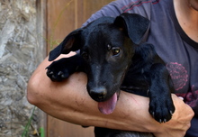 FILOU, Hund, Mischlingshund in Ungarn - Bild 5