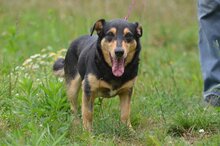 GAJA, Hund, Mischlingshund in Polen - Bild 1