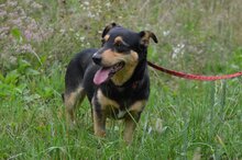 GAJA, Hund, Mischlingshund in Polen - Bild 4