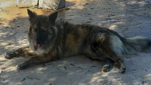 ENNA, Hund, Mischlingshund in Spanien - Bild 1