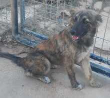 ENNA, Hund, Mischlingshund in Spanien - Bild 12