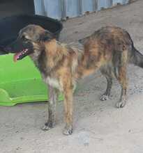 ENNA, Hund, Mischlingshund in Spanien - Bild 16