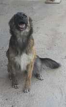ENNA, Hund, Mischlingshund in Spanien - Bild 17