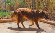 ENNA, Hund, Mischlingshund in Spanien - Bild 18