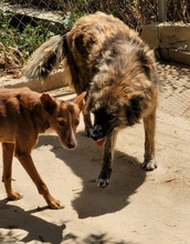ENNA, Hund, Mischlingshund in Spanien - Bild 19