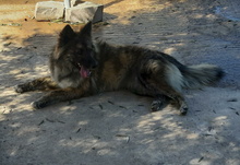 ENNA, Hund, Mischlingshund in Spanien - Bild 2